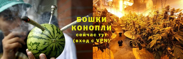 прущие грибы Михайловск